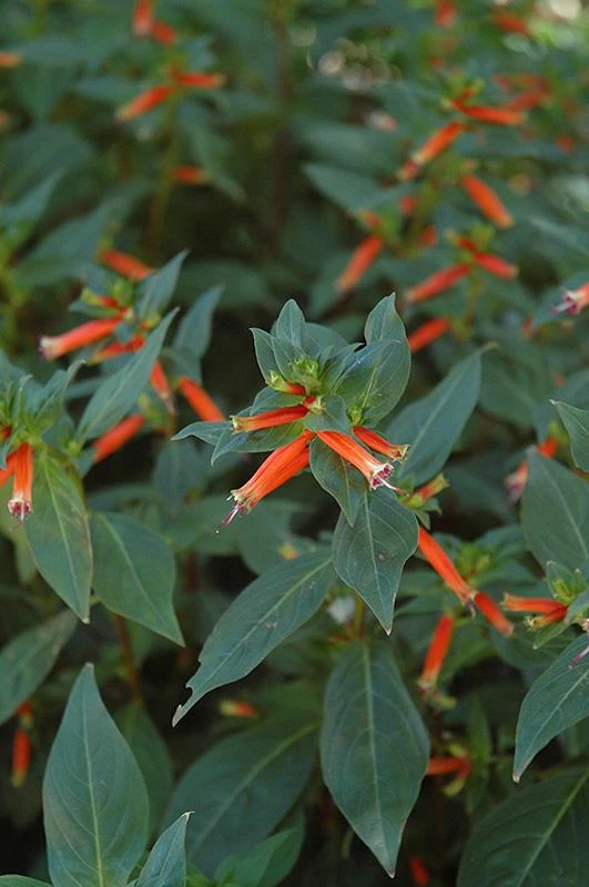 Cuphea David Verity Live Plant - Orange Firecracker Flower, 5-9 inch, 2-Pack - Image 3