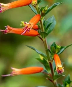 Cuphea David Verity Live Plant - Orange Firecracker Flower, 5-9 inch, 2-Pack - Image 4