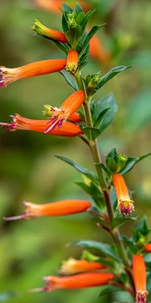 Cuphea David Verity Live Plant - Orange Firecracker Flower, 5-9 inch, 2-Pack - Image 4