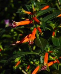 Cuphea David Verity Live Plant - Orange Firecracker Flower, 5-9 inch, 2-Pack - Image 5