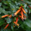 Cuphea David Verity Live Plant - Orange Firecracker Flower, 5-9 inch, 2-Pack - Image 1