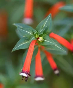 Cuphea Ignea Live Plant - Mexican Cigar Plant - 2 Pack - 5-9 inch - Orange Firecracker Flower - Image 2
