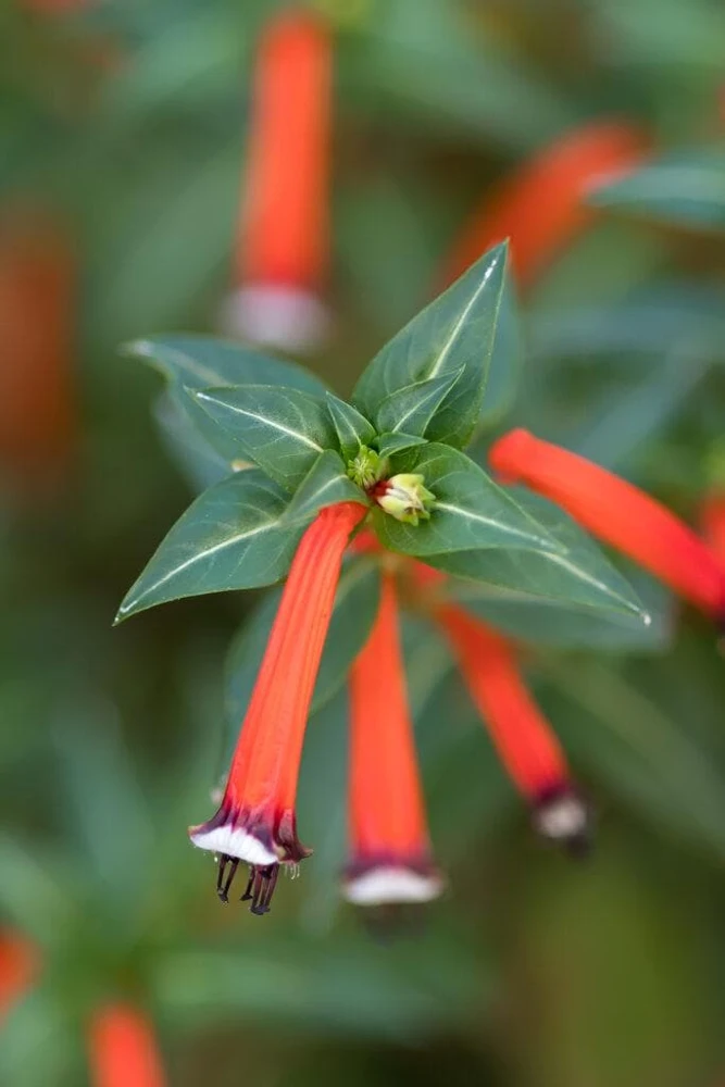 Cuphea Ignea Live Plant - Mexican Cigar Plant - 2 Pack - 5-9 inch - Orange Firecracker Flower - Image 2