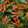 Cuphea Ignea Live Plant - Mexican Cigar Plant - 2 Pack - 5-9 inch - Orange Firecracker Flower - Image 1