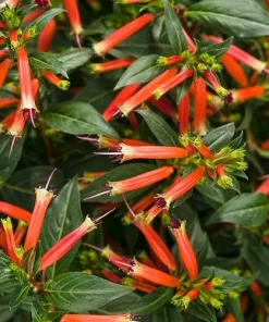 Cuphea Ignea Live Plant - Mexican Cigar Plant - 2 Pack - 5-9 inch - Orange Firecracker Flower - Image 1