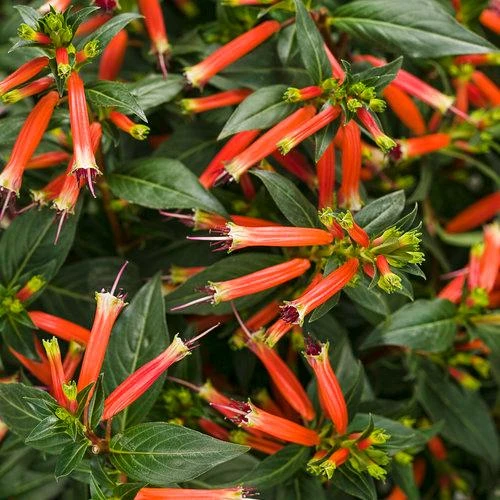 Cuphea Ignea Live Plant - Mexican Cigar Plant - 2 Pack - 5-9 inch - Orange Firecracker Flower - Image 1