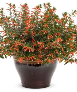 Cuphea Ignea Live Plant - Mexican Cigar Plant - 2 Pack - 5-9 inch - Orange Firecracker Flower - Image 3