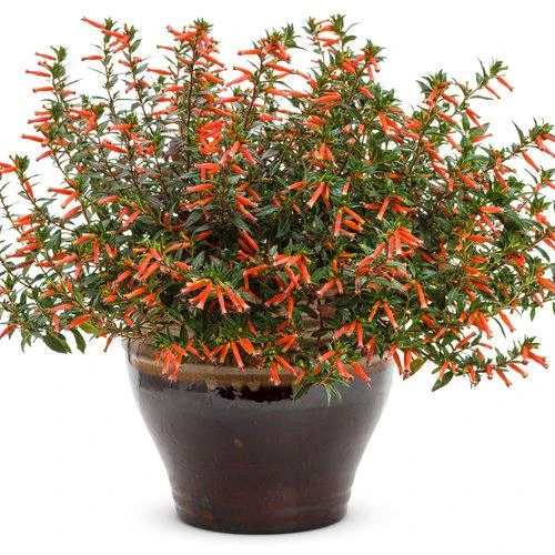 Cuphea Ignea Live Plant - Mexican Cigar Plant - 2 Pack - 5-9 inch - Orange Firecracker Flower - Image 3