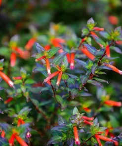 Cuphea Ignea Live Plant - Mexican Cigar Plant - 2 Pack - 5-9 inch - Orange Firecracker Flower - Image 4