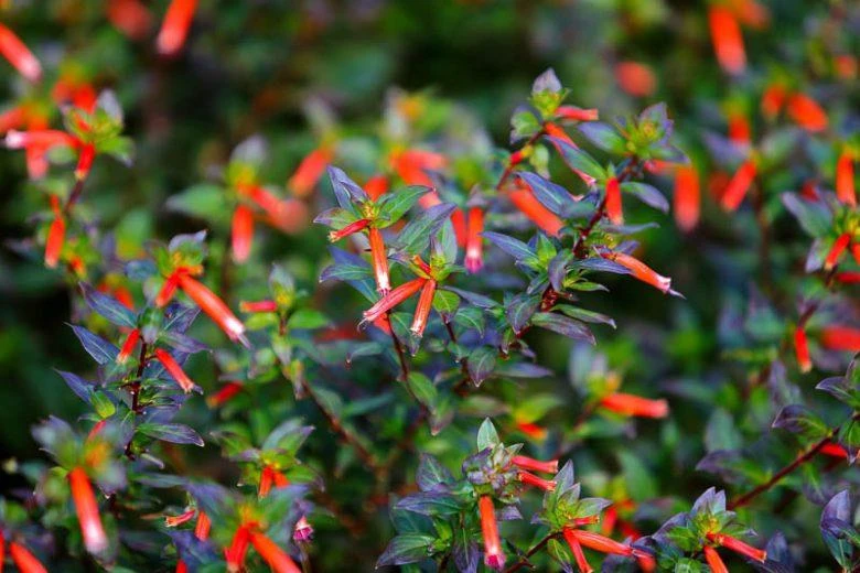 Cuphea Ignea Live Plant - Mexican Cigar Plant - 2 Pack - 5-9 inch - Orange Firecracker Flower - Image 4