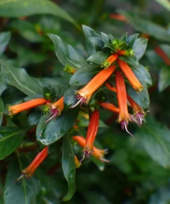 Cuphea Ignea Live Plant - Mexican Cigar Plant - 2 Pack - 5-9 inch - Orange Firecracker Flower - Image 5