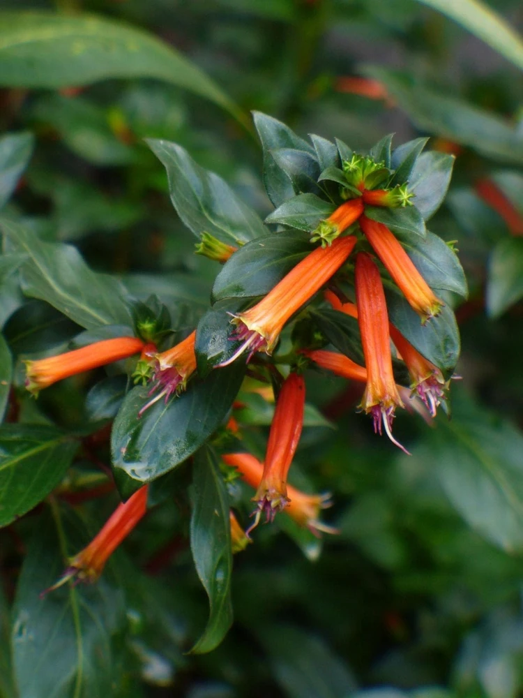 Cuphea Ignea Live Plant - Mexican Cigar Plant - 2 Pack - 5-9 inch - Orange Firecracker Flower - Image 5