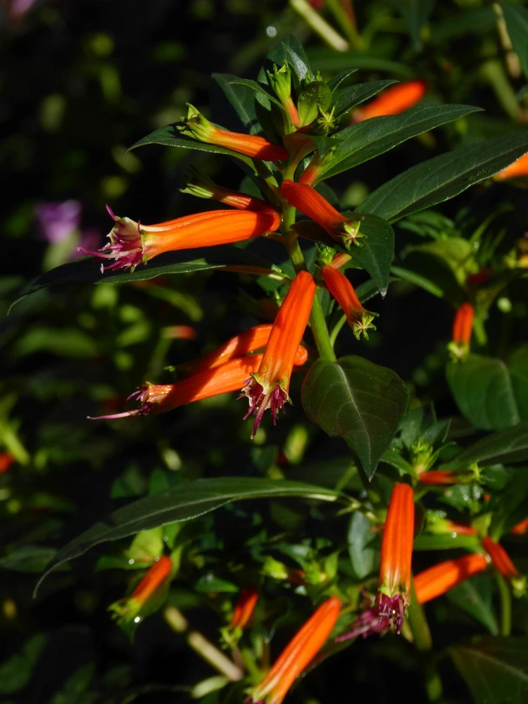 Cuphea Ignea Live Plant - Mexican Cigar Plant - 2 Pack - 5-9 inch - Orange Firecracker Flower - Image 6