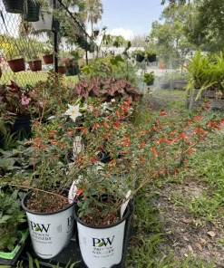 Cuphea Live Plant - Indoor & Outdoor Flowering Shrub - Image 2
