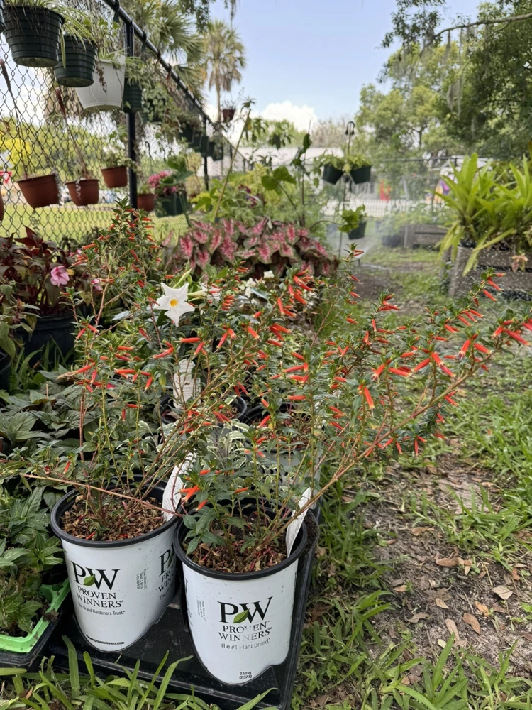 Cuphea Live Plant - Indoor & Outdoor Flowering Shrub - Image 2