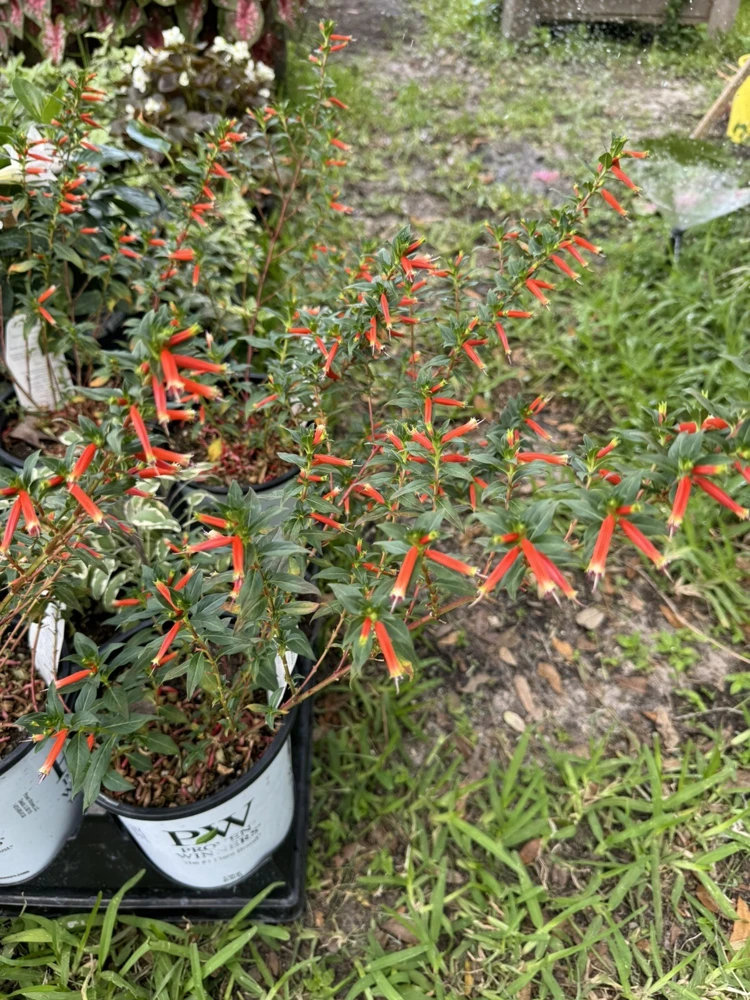 Cuphea Live Plant - Indoor & Outdoor Flowering Shrub - Image 1