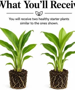 Curcuma Ginger Live Plants Set of 2 - 4-8 Inch Tall, Outdoor Flowering - Image 2