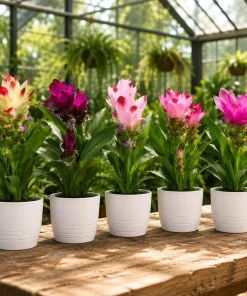Curcuma Ginger Live Plants Set of 2 - 4-8 Inch Tall, Outdoor Flowering - Image 4