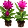 Curcuma Ginger Live Plants Set of 2 - 4-8 Inch Tall, Outdoor Flowering - Image 1