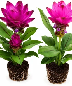 Curcuma Ginger Live Plants Set of 2 - 4-8 Inch Tall, Outdoor Flowering - Image 1