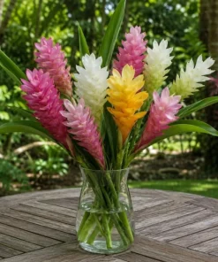 Curcuma Ginger Mix Live Plants - Set of 2, 4-6 Inches Tall, Tropical Flowering - Image 4