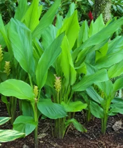Curcuma Ginger Mix Live Plants - Set of 2, 4-6 Inches Tall, Tropical Flowering - Image 5