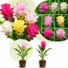 Curcuma Ginger Mix Live Plants - Set of 2, 4-6 Inches Tall, Tropical Flowering - Image 1