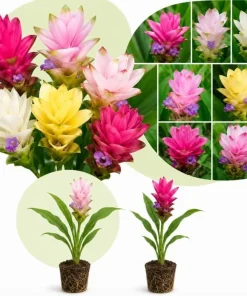 Curcuma Ginger Mix Live Plants - Set of 2, 4-6 Inches Tall, Tropical Flowering - Image 1