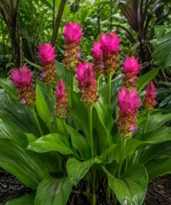 Curcuma Siam Shadow Live Plant 4-6 Inch Tall, Tropical Flowering Ginger for Garden Beds, Patio Pots and Containers - Image 2