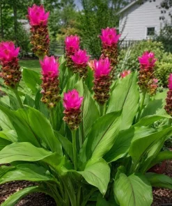 Curcuma Siam Shadow Live Plant 4-6 Inch Tall, Tropical Flowering Ginger for Garden Beds, Patio Pots and Containers - Image 3