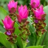 Curcuma Siam Shadow Live Plant 4-6 Inch Tall, Tropical Flowering Ginger for Garden Beds, Patio Pots and Containers - Image 1