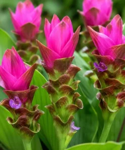 Curcuma Siam Shadow Live Plant 4-6 Inch Tall, Tropical Flowering Ginger for Garden Beds, Patio Pots and Containers - Image 1