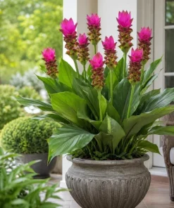Curcuma Siam Shadow Live Plant 4-6 Inch Tall, Tropical Flowering Ginger for Garden Beds, Patio Pots and Containers - Image 4
