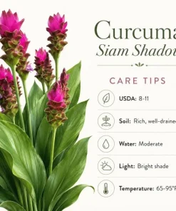 Curcuma Siam Shadow Live Plant 4-6 Inch Tall, Tropical Flowering Ginger for Garden Beds, Patio Pots and Containers - Image 6