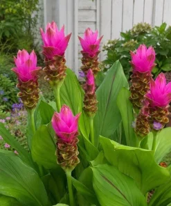 Curcuma Siam Shadow Live Plant 4-6 Inch Tall, Tropical Flowering Ginger for Garden Beds, Patio Pots and Containers - Image 7