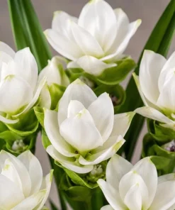 Curcuma Siam Sisco Live Plant 4-6 Inch Tall - Tropical Flowering Ginger Perennial - Image 2