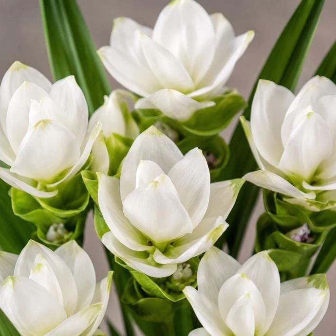 Curcuma Siam Sisco Live Plant 4-6 Inch Tall - Tropical Flowering Ginger Perennial - Image 2