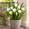 Curcuma Siam Sisco Live Plant 4-6 Inch Tall - Tropical Flowering Ginger Perennial - Image 1