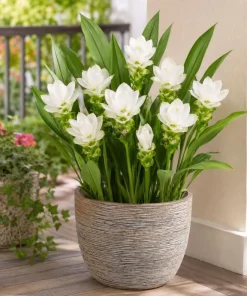 Curcuma Siam Sisco Live Plant 4-6 Inch Tall - Tropical Flowering Ginger Perennial - Image 1