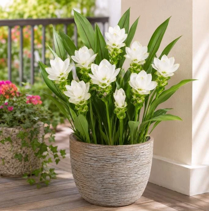 Curcuma Siam Sisco Live Plant 4-6 Inch Tall - Tropical Flowering Ginger Perennial - Image 1