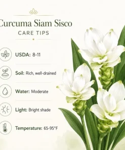 Curcuma Siam Sisco Live Plant 4-6 Inch Tall - Tropical Flowering Ginger Perennial - Image 3