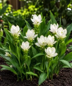 Curcuma Siam Sisco Live Plant 4-6 Inch Tall - Tropical Flowering Ginger Perennial - Image 4
