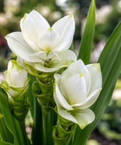 Curcuma Siam Sisco Live Plant 4-6 Inch Tall - Tropical Flowering Ginger Perennial - Image 5
