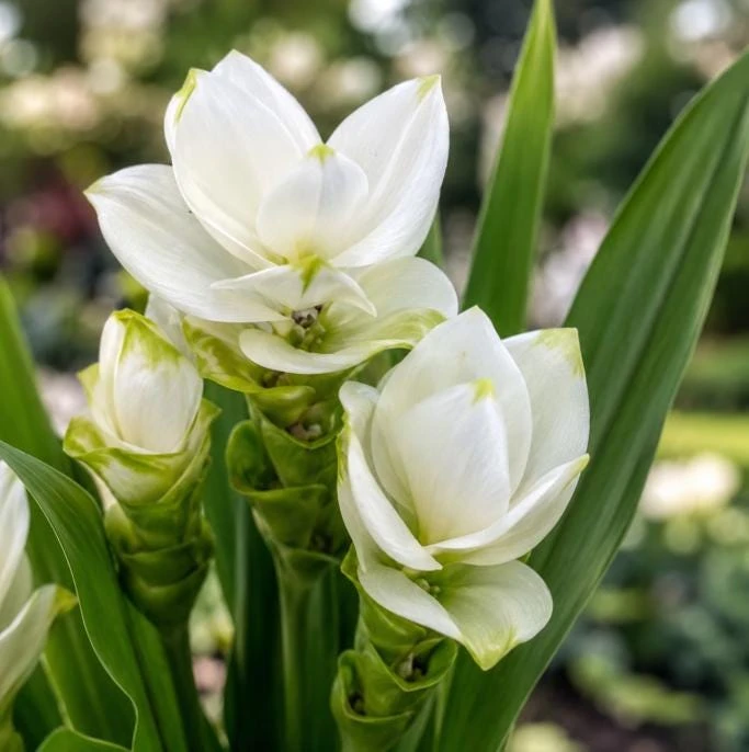 Curcuma Siam Sisco Live Plant 4-6 Inch Tall - Tropical Flowering Ginger Perennial - Image 5
