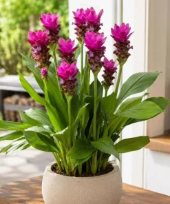 Curcuma Siam Skyline Live Plant 4-6 Inch Tall - Tropical Flowering Ginger - Image 2