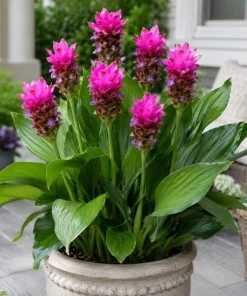 Curcuma Siam Skyline Live Plant 4-6 Inch Tall - Tropical Flowering Ginger - Image 3