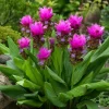 Curcuma Siam Skyline Live Plant 4-6 Inch Tall - Tropical Flowering Ginger - Image 1
