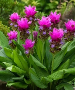 Curcuma Siam Skyline Live Plant 4-6 Inch Tall - Tropical Flowering Ginger - Image 1