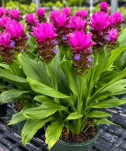 Curcuma Siam Skyline Live Plant 4-6 Inch Tall - Tropical Flowering Ginger - Image 4