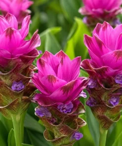 Curcuma Siam Skyline Live Plant 4-6 Inch Tall - Tropical Flowering Ginger - Image 5